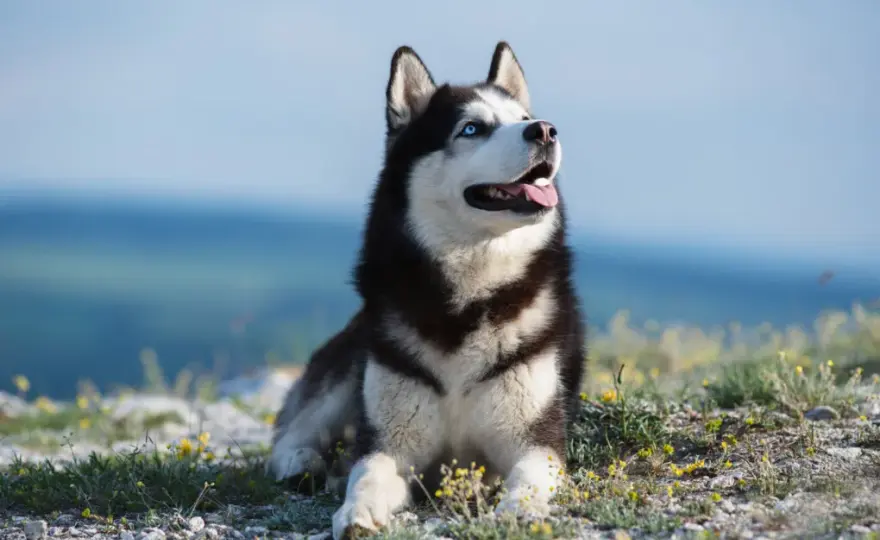 Czy husky jest dobry dla dzieci? Wszystko o bezpieczeństwie i charakterze tej rasy