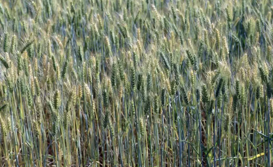 Jaki nawóz pod pszenżyto ozime zapewni najlepsze plony i wzrost?