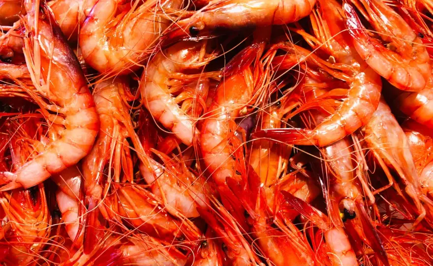 Gamba de Palamós: secretos de su sabor y su importancia ecológica
