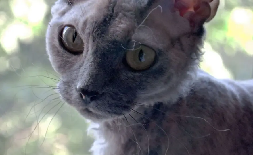 Devon Rex dorosły: idealny towarzysz dla dojrzałych właścicieli котów