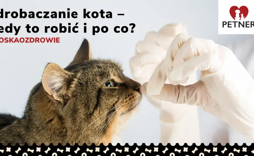 Jak często odrobaczać kota, by uniknąć groźnych pasożytów? Praktyczne porady