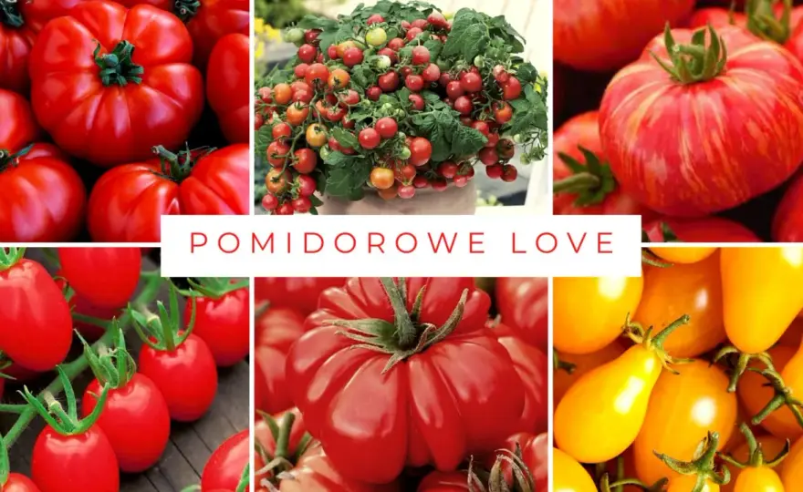 Najlepsze odmiany pomidorów - Odkryj wyjątkową paletę smaków i aromatów