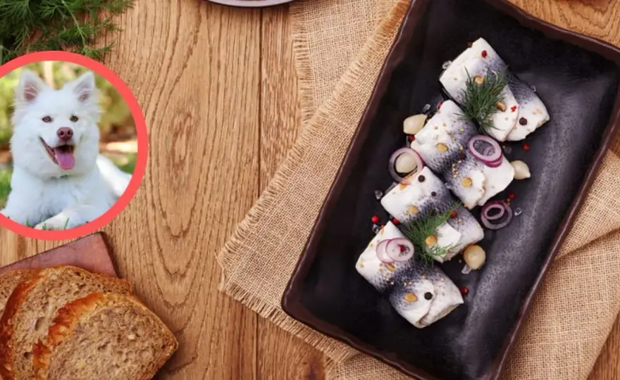 Czy pies może jeść śledzie? Zagrożenia i bezpieczne alternatywy dla psa