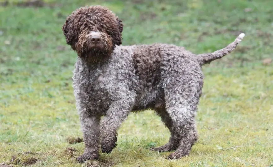Najlepsze hodowle lagotto romagnolo w Polsce - kompletna lista i ceny