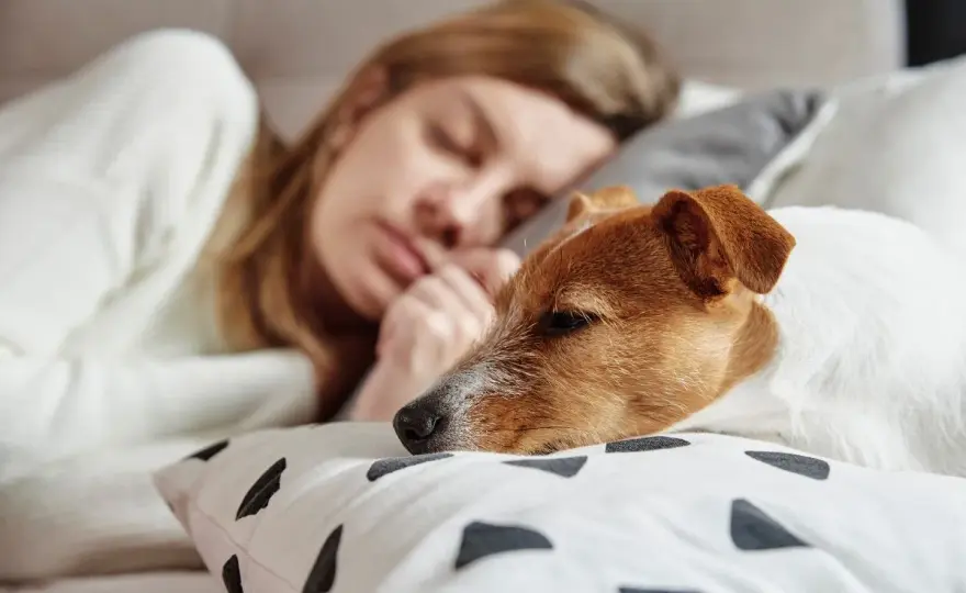 Sennik pies który się przytula – odkryj emocjonalne znaczenie snu
