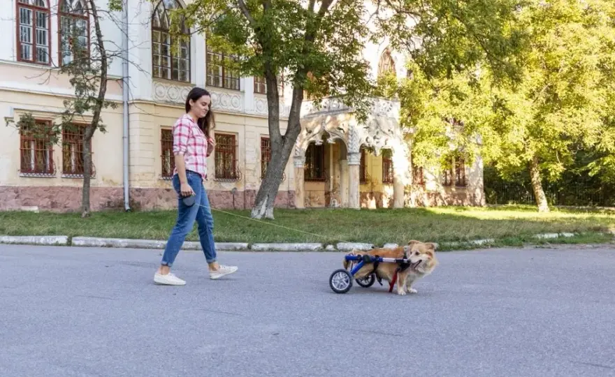Jak zrobić wózek inwalidzki dla psa - praktyczne porady i instrukcje