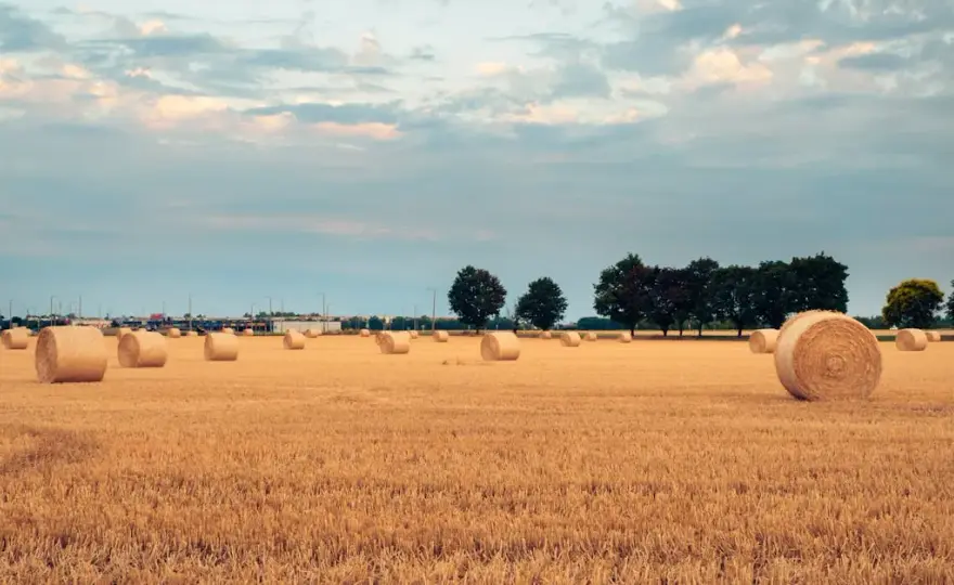 Jakie są najnowsze trendy w sprzedaży pszenicy? Analiza GUS