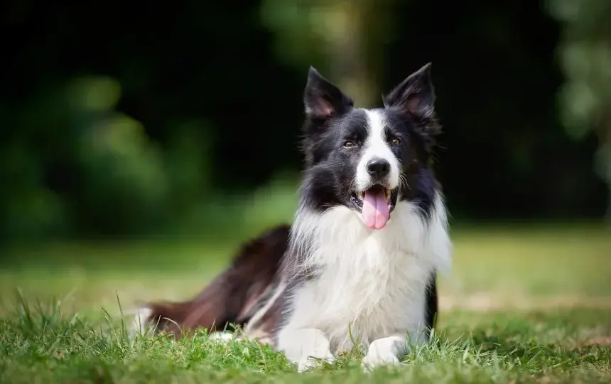Border Collie - poznaj najpiękniejszą rasę psa na świecie i jej wygląd