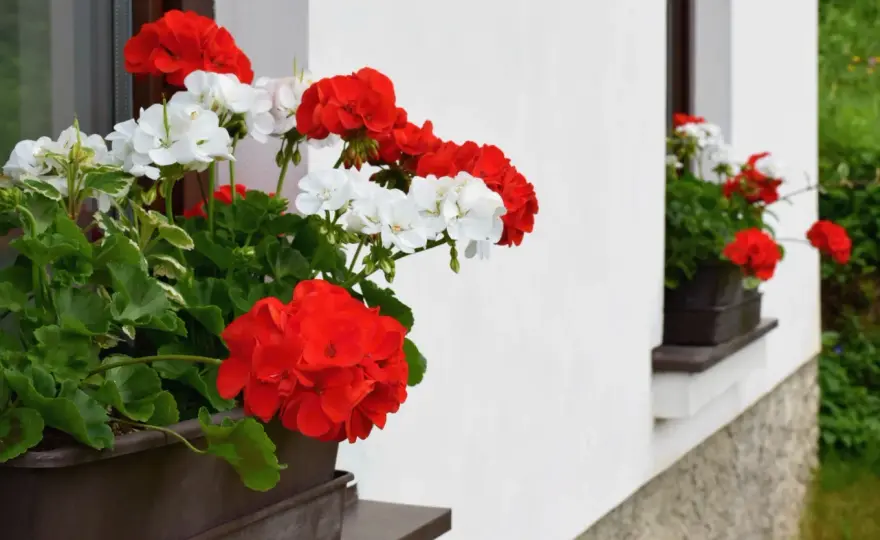 Jakie kwiaty na parapet zewnętrzny sprawią, że Twój balkon ożyje?