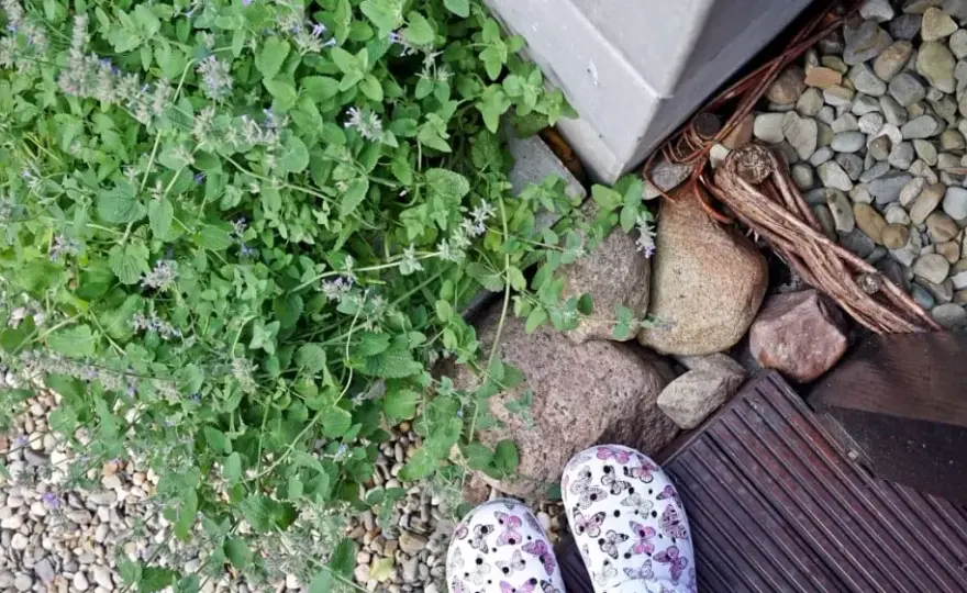 Skuteczne sposoby na odstraszenie komarów w ogrodzie – naturalne i domowe metody