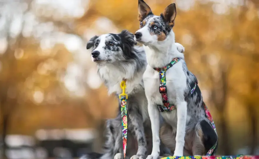 Profesjonalna hodowla Border Collie krótkowłosy: jak wybrać najlepszą?
