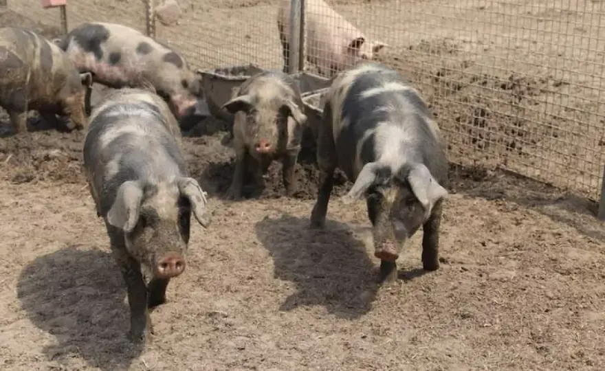 Poznaj rodzime polskie rasy świń i ich unikalne cechy hodowlane
