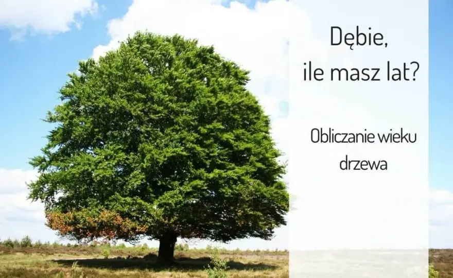 Kiedy dąb staje się wiekowy? Poznaj fascynujące fakty o wieku tych drzew