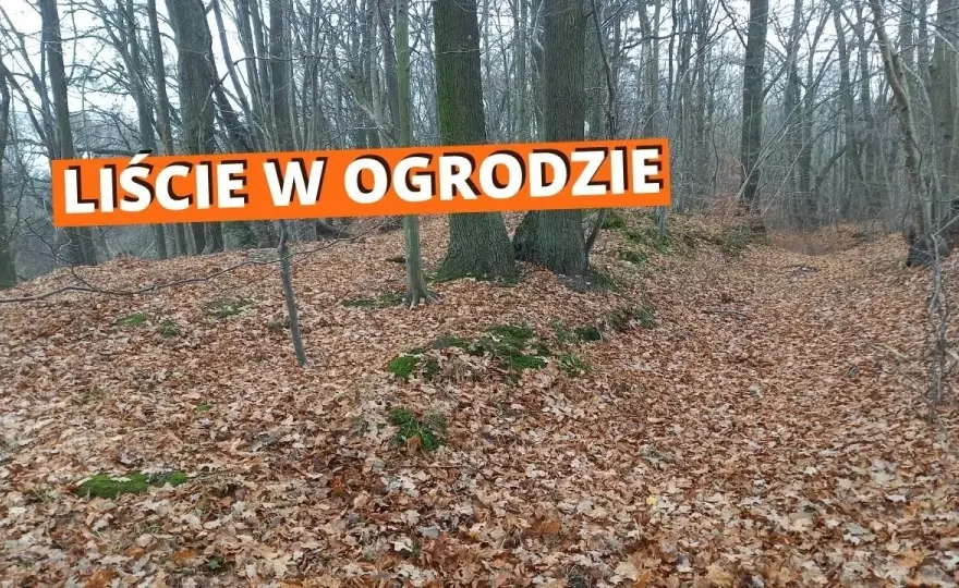Praktyczne sposoby na to, co zrobić z liśćmi na działce, które pomogą