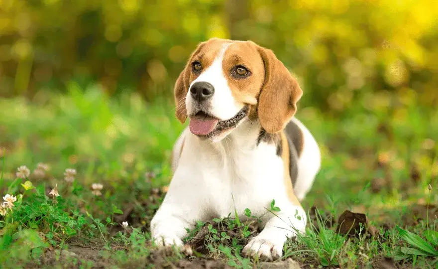 Nauczysz się jak wytresować beagle: 8 skutecznych technik szkolenia psa