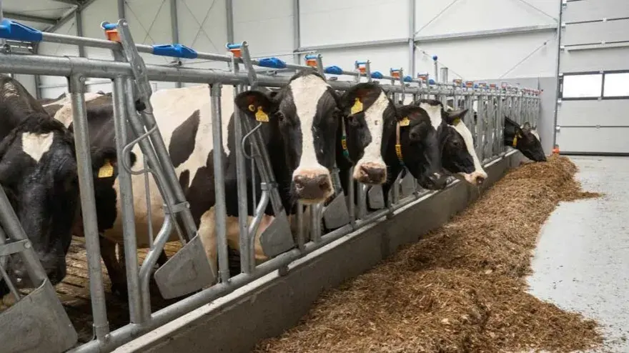 Drożdże dla krowy: korzyści i zastosowanie w hodowli bydła
