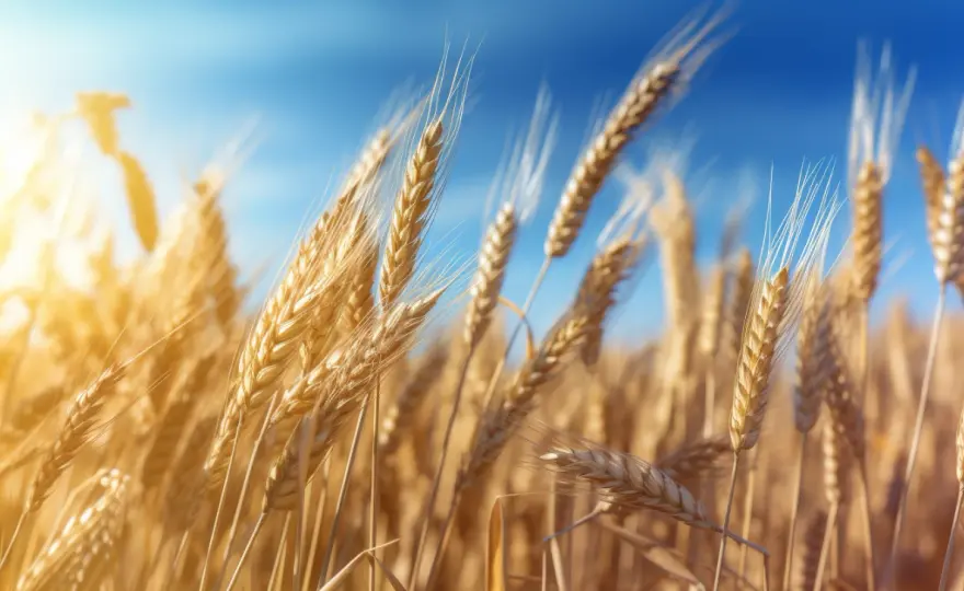 Agricole Trade PL: Analizy i notowania na Agricole Trade - Śledź trendy 