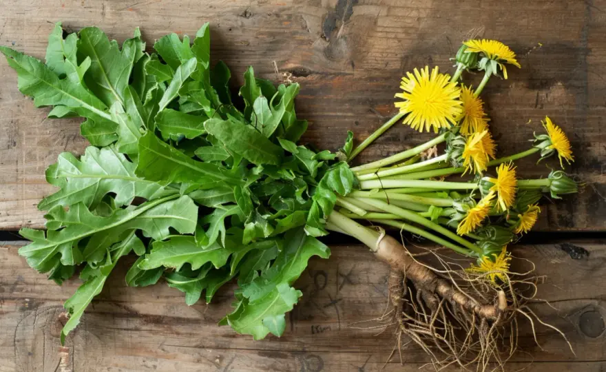 Korzeń mniszka lekarskiego - naturalny detoks i wzmocnienie organizmu