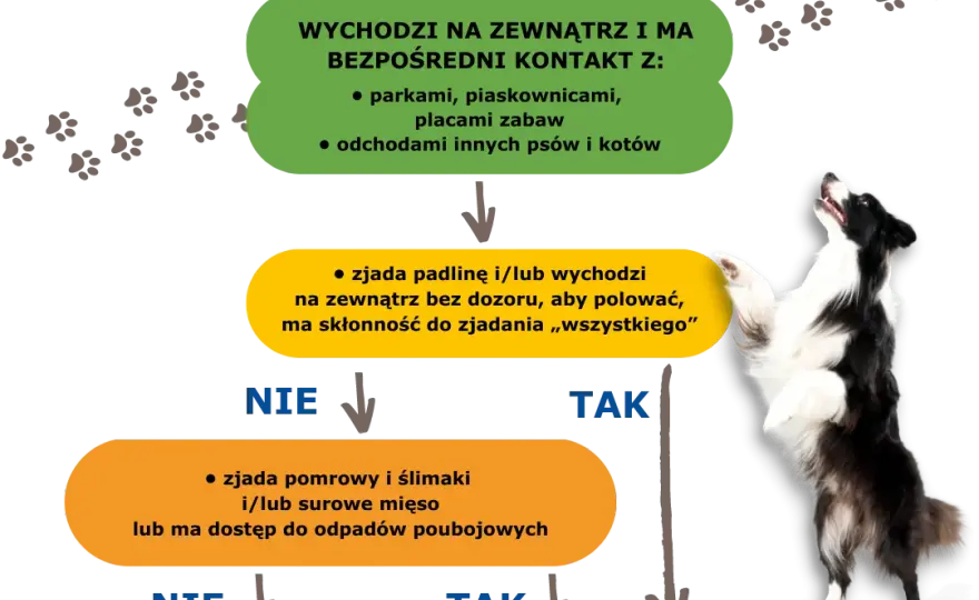 Jak często odrobaczać psa? Kluczowe zasady dla zdrowia twojego pupila