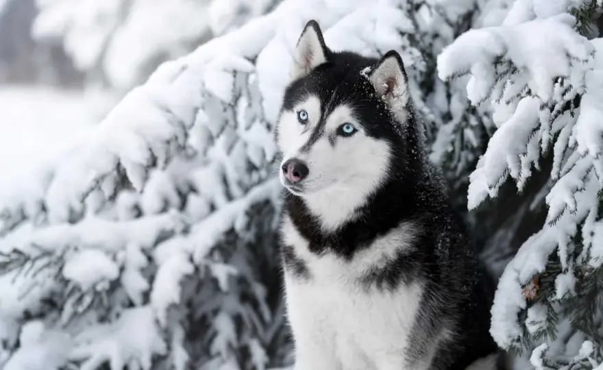 Ile kosztuje szczeniak husky? Sprawdź ceny i uniknij ukrytych kosztów!