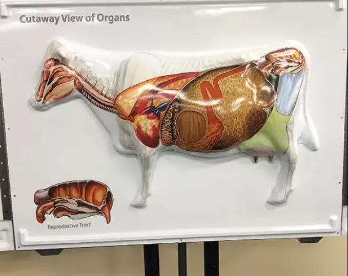 Kompleksowa budowa anatomiczna krowy: poznaj tajniki jej organizmu