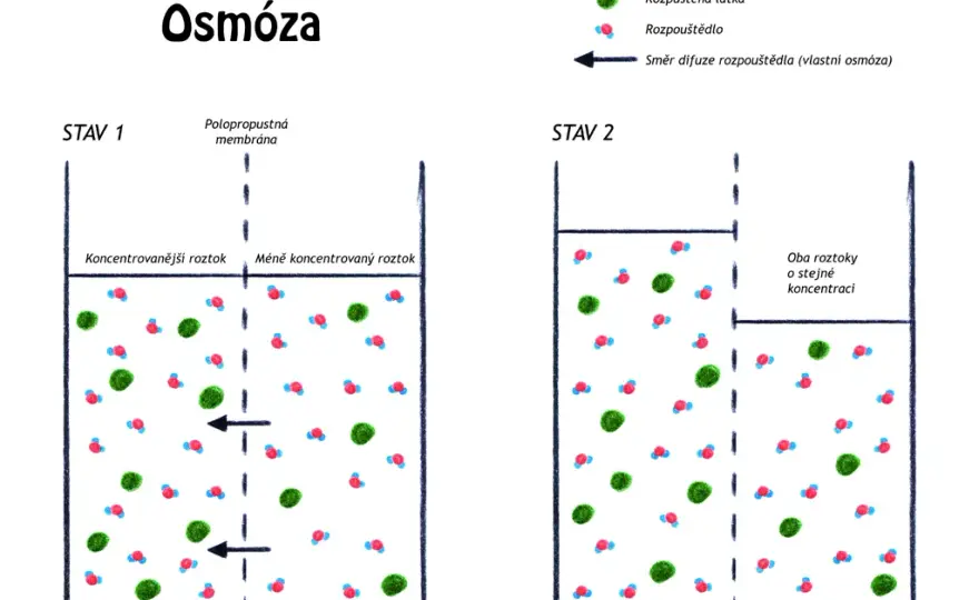 Co to jest osmoza w biologii? Prosty wyjaśnienie i praktyczne przykłady