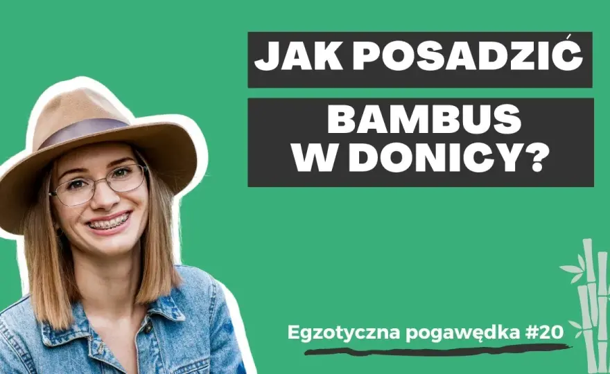 Jak sadzić bambusa w doniczce, aby uniknąć najczęstszych błędów