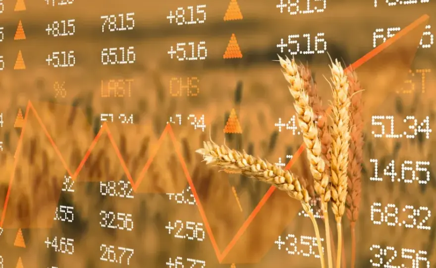 Rynek zbóż: aktualne ceny i prognozy produkcji w Polsce