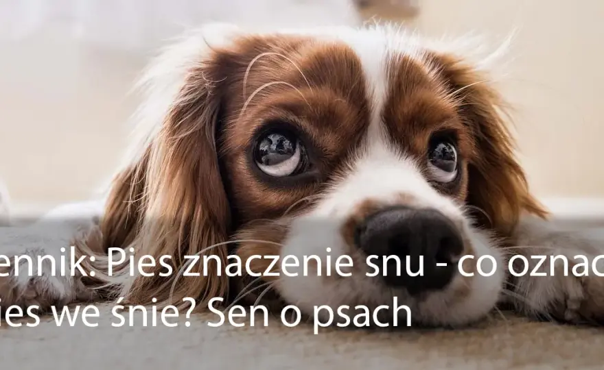Co oznacza sen z psem? Symbolika i interpretacja snu o psach