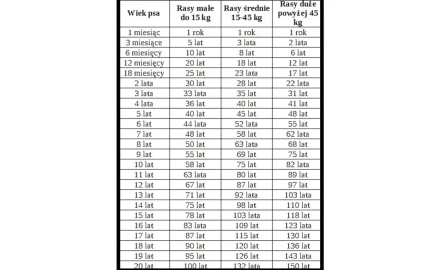 Ile lat ma pies? Zaskakujące fakty o przeliczaniu wieku psów na ludzki