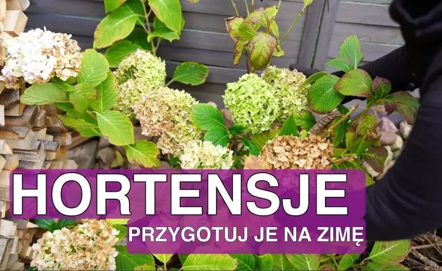 Hortensja ogrodowa: kiedy okrywać na zimę, aby uniknąć przemarznięcia