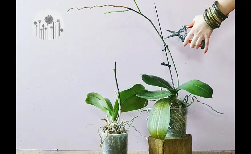 Jak przycinać storczyki phalaenopsis, by zapewnić im zdrowy wzrost
