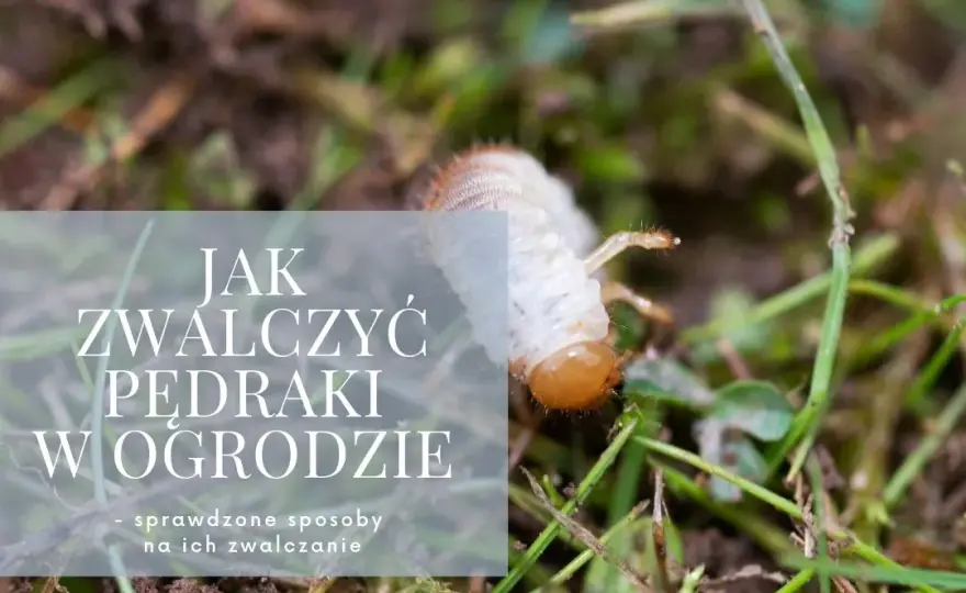 Skuteczne sposoby na pędraki w ogrodzie – jak je zwalczyć i zapobiec zniszczeniom