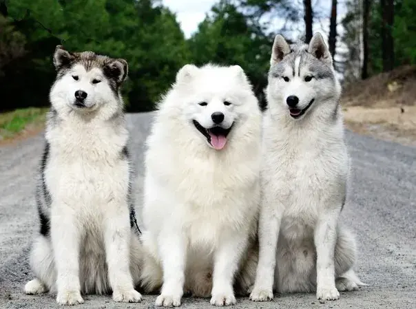 Husky czy malamut: który pies lepszy dla Ciebie? Porównanie ras i różnice