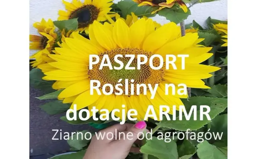 Gdzie sprzedać kwiaty słonecznika? Sprawdź najlepsze opcje sprzedaży