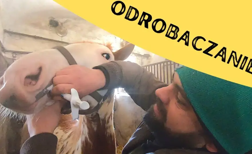 Czy odrobaczanie konia przed jedzeniem jest skuteczne? Kluczowe zasady i porady