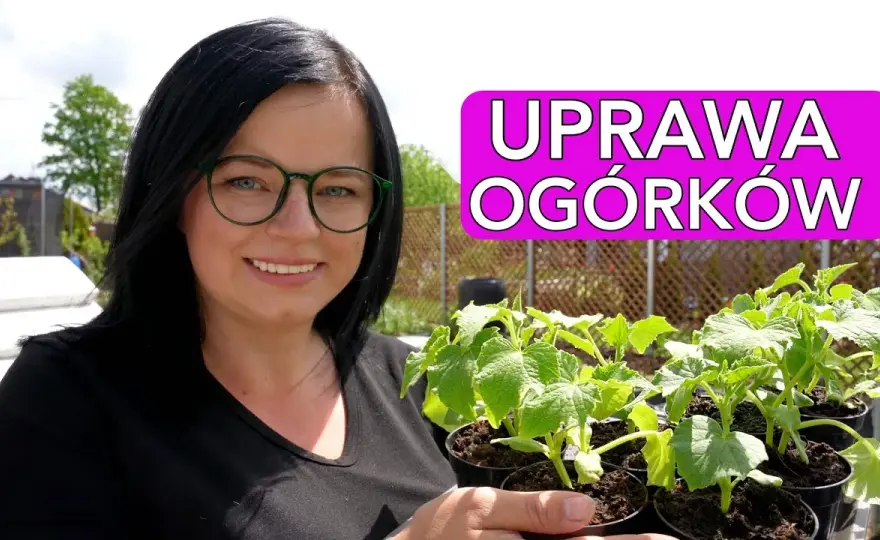 Jak sadzić ogórki w doniczkach, aby uniknąć najczęstszych błędów