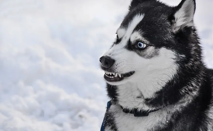 Czy husky jest agresywny? Prawda o temperamentie i zachowaniu tej rasy