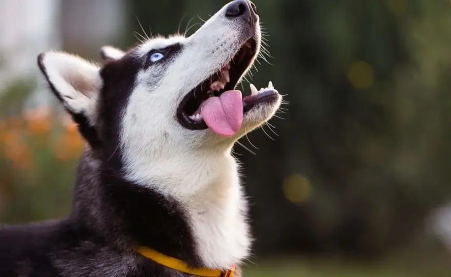 Pies husky wady i zalety - co musisz wiedzieć przed zakupem szczeniaka
