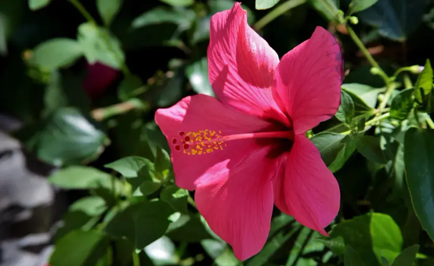 Jaki nawóz do hibiskusa ogrodowego zapewni bujne kwitnienie - poradnik eksperta