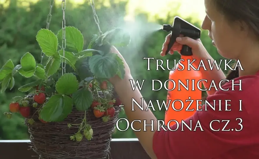 Czym nawozić truskawki w doniczkach, aby uzyskać obfite plony?