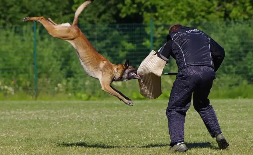 Kompletne szkolenie owczarka belgijskiego malinois - od szczeniaka do PSA