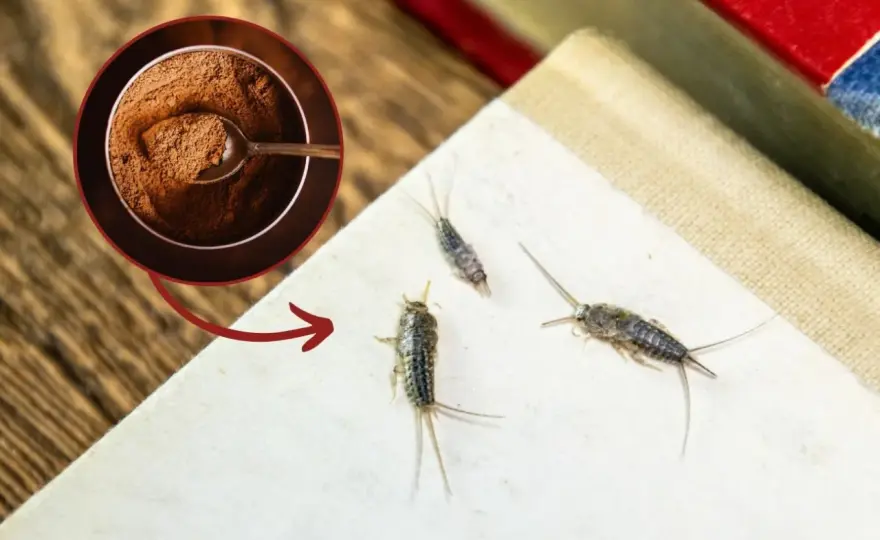 Jak się pozbyć rybików z mieszkania? Skuteczne metody i porady