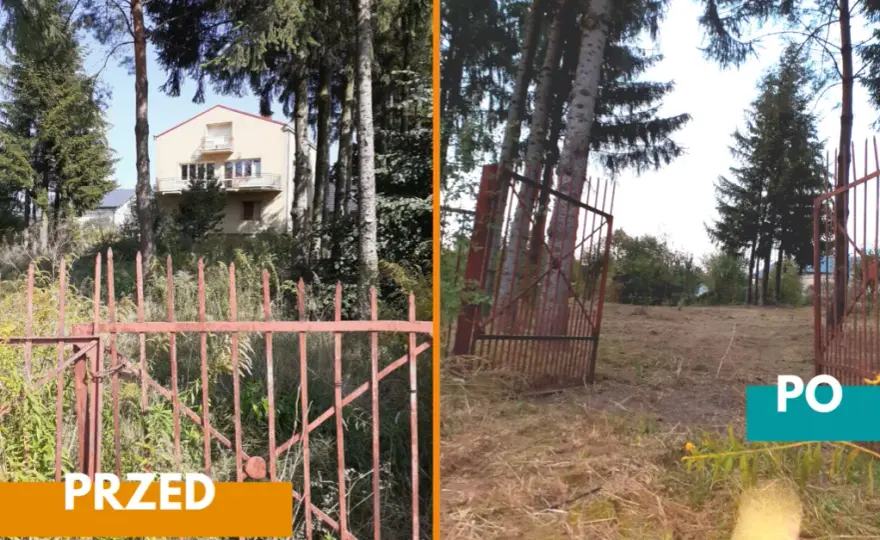 Drzewa na działce budowlanej: przepisy, wycinka i sadzenie