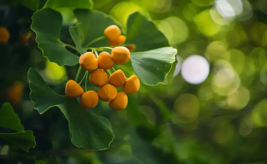 Ginkgo biloba - niezwykłe właściwości zdrowotne drzewa miłorzębu