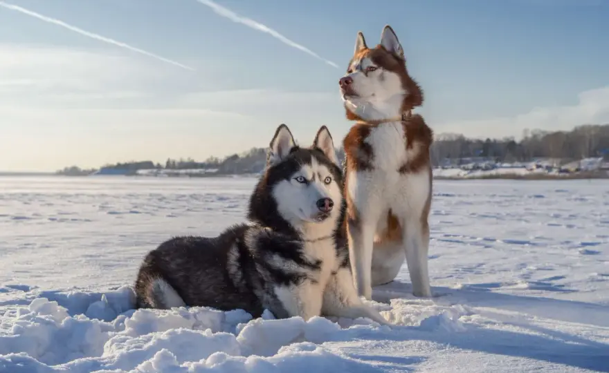 Czy husky jest dobry dla dzieci? Wady i zalety tej rasy w rodzinie