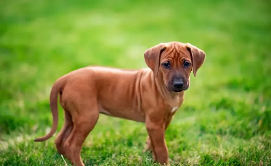 Jak wychować szczeniaka rhodesian ridgeback: przygotowanie na przyjęcie psa