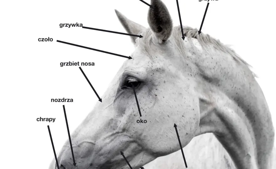 Nozdrza konia: Kluczowy element anatomii i oddychania wierzchowca