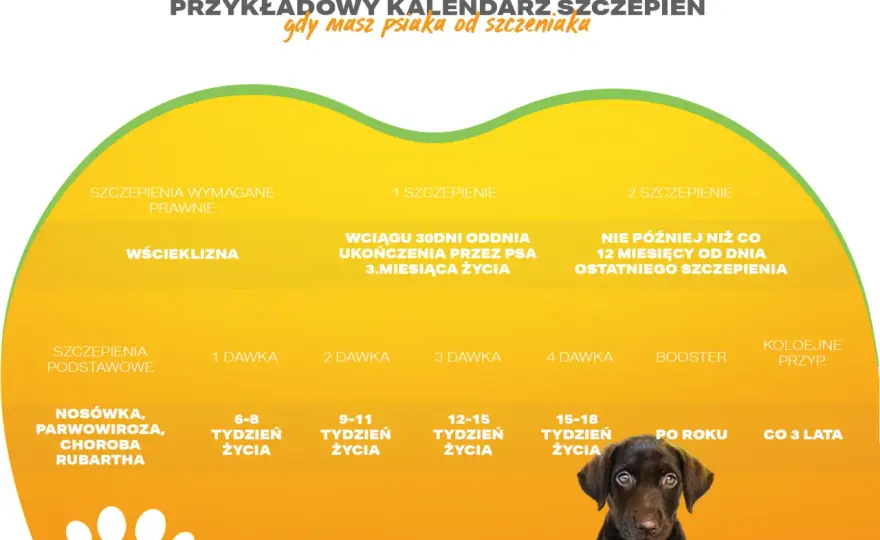 Ile kosztuje szczepienie szczeniaka? Poznaj cennik i harmonogram szczepień