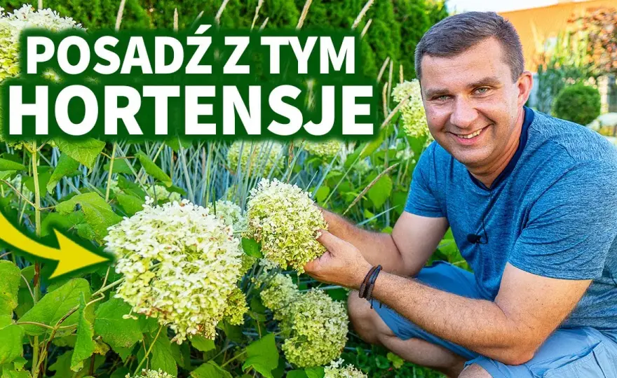 Co posadzić obok hortensji, by stworzyć piękne kompozycje?
